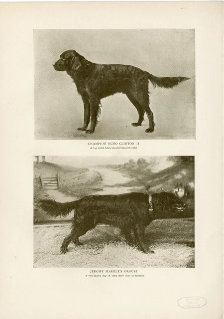 Gordon Setter Named Dogs Original Antique Dog Print Page From 1906