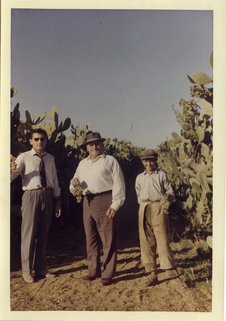 Photo Ancienne - Vintage Snapshot - Vignes Vendanges Raisins - Grape Harvest