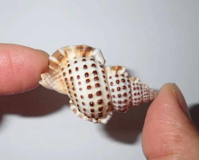 Seashell Specimen Common Triton Snail Gyrineum natator 2 pieces Lot