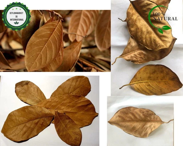 DRIED JACK FRUIT LEAVES Organic Bio Film Shrimp Aquarium Ceylon Natural5kg/176oz