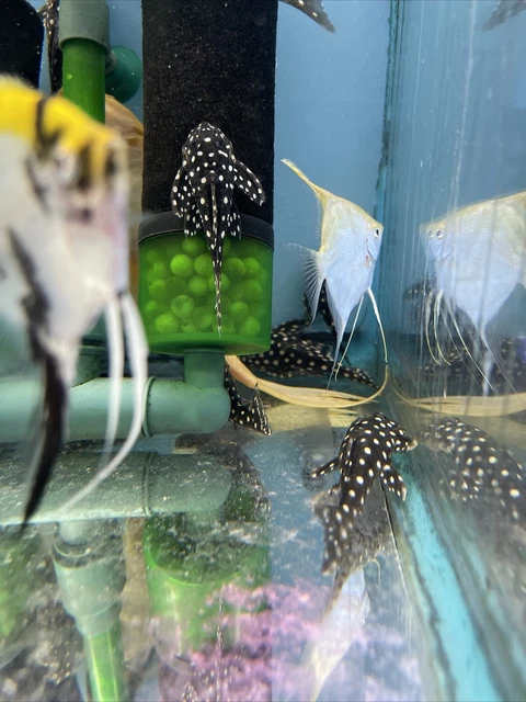 L201 SNOWBALL PLECO (HYPANCISTRUS SP.)2.5 Inch