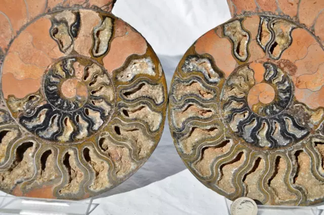 Large Black Ammonite Pair Crystals 190mm 110myo Dino age FOSSIL XXL 7.5" 9184cc 2