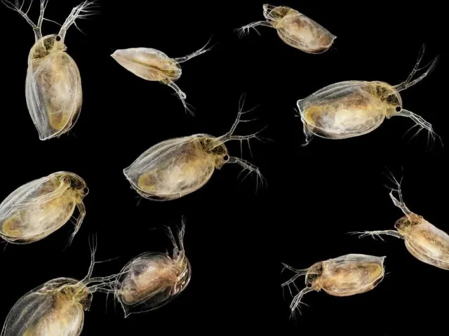 500+live daphnia magna freshwater fleas Starter Culture
