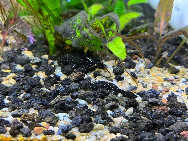 L181 Peppermint Pleco 1"- 2" TANK BRED
