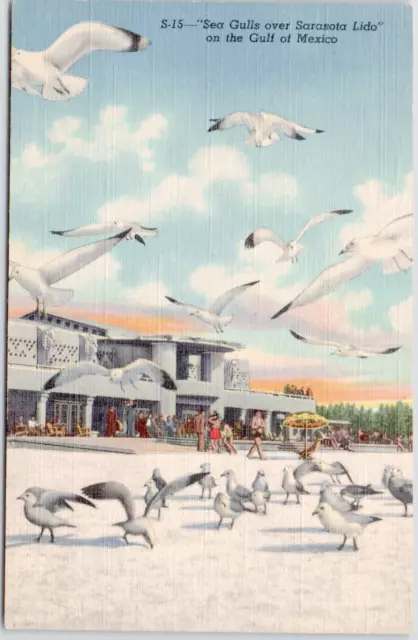 Sea Gulls Over Sarasota Lido Florida Beach Gulf Of Mexico USA Vintage Postcard