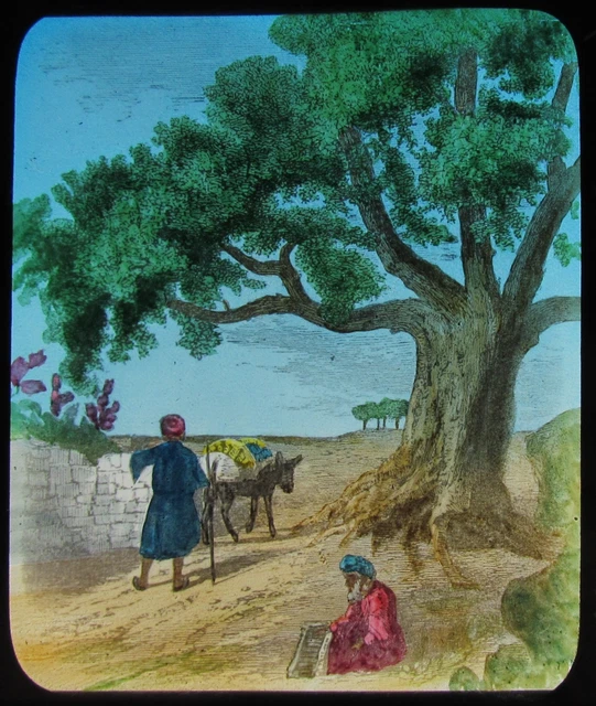 Glass Magic Lantern Slide THE SYCAMORE TREE C1900 RELIGIOUS BIBLE