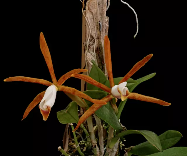 Cattleya araguaiensis species orchid plant