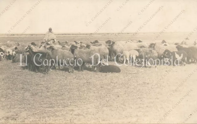 1912c LIBIA Pastore arabo con pecore al pascolo Africa Fotografia
