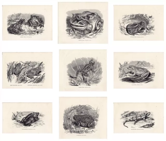 Amphibian,Prints,Salamander,Natterjack,JG Wood,Antique,Mixed,Individual,1863