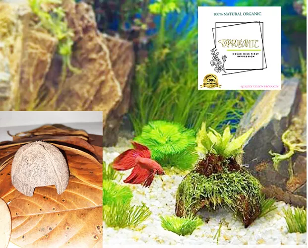 Handmade Natural Coconut Shell Cave Fish Shrimp Aquarium  Reptile  Gecko hide