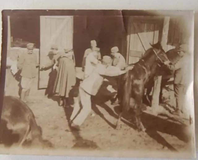 WW1 Antica Fotografia Albumina gruppo  militari e ufficiali salmeria muli