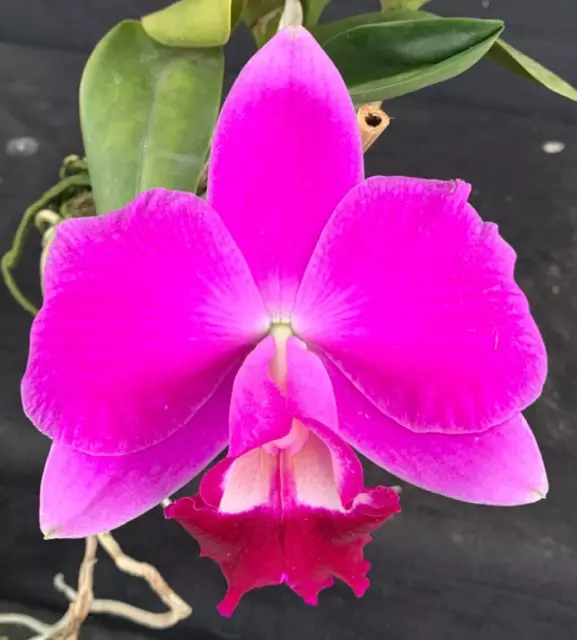 RON Cattleya Orchid Special Quality Div C. Burgundy Gem 'Arcadia' AM/OSCOV (B564