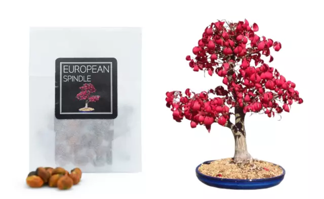 30 European Spindle Tree Bonsai Seeds | Grow Your Own Bonsai Tree | Beginners