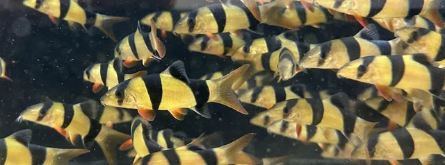 Clown Loach 2” (10 Pack) -Live Freshwater Tropical Aquarium Fish