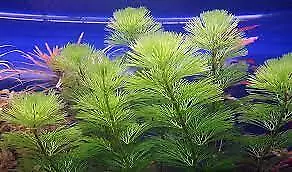 BUY 2 GET 1 FREE | Green Cabomba Caroliniana Fanwort Live Aquarium Plants Bunch