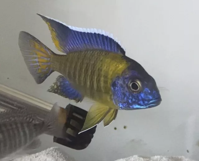 5 Pack — F2 German Strain Blue Neon Peacock Cichlid Juveniles 1.5” - 2” Unsexed