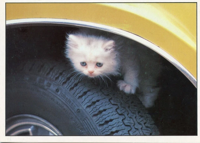 Cpsm / Carte Postale / Chat / Cat / Photo Heroes