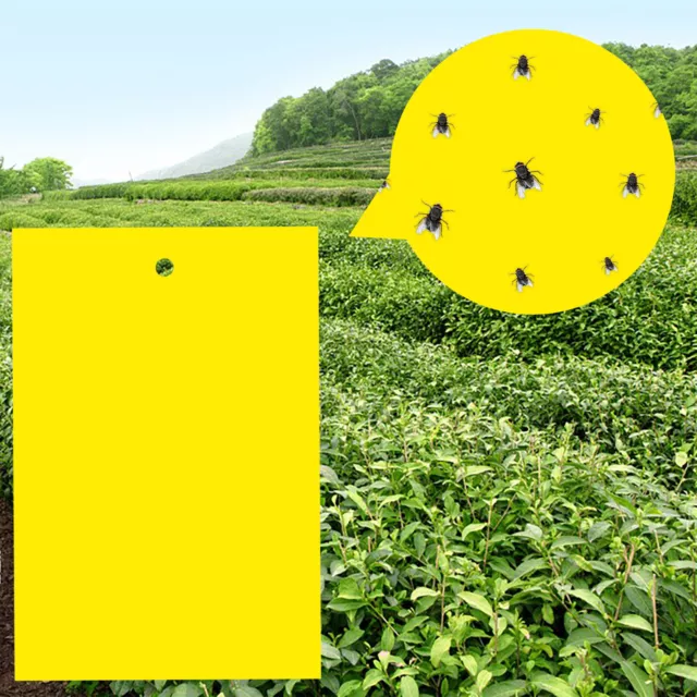 Fruit Fly Trap, Yellow Sticky For Indoor/Outdoor Flying Plant Insect Like