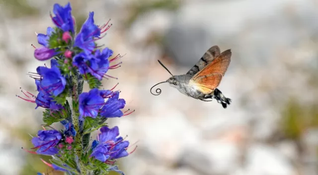 200 Samen Natternkopf Echium vulgare Wildpflanze Bienenweide Naturgarten