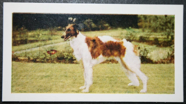 BORZOI  Russian Wolfhound   Vintage 1960's Photo Card  WC13M