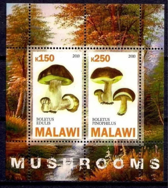 Mushrooms Fungi Nature Plants m/s MNH