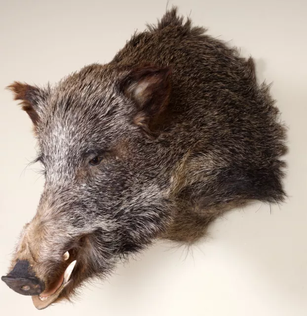 Schöner Wildschweinkopf mit Bescheinigung Wild boar head Taxidermy 2