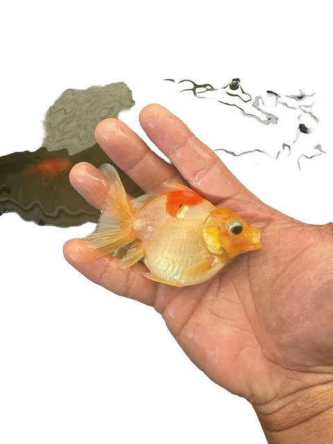 Red White 4inch oranda goldfish live fish