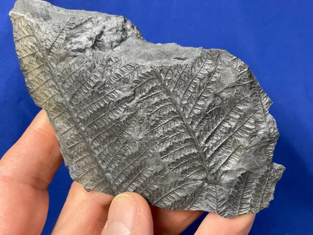 Carboniferous Pecopteris  Fossil, Fossilien, Karbon, plant, Germany Farn, fern