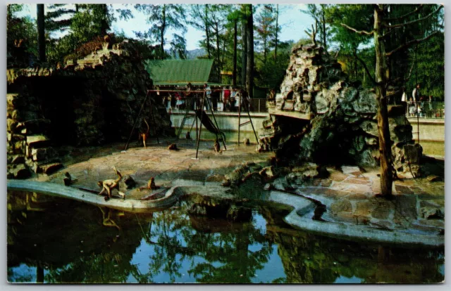 Vtg Alabama AL Birmingham Zoo Lane Park Spider Monkeys 1960s View Postcard