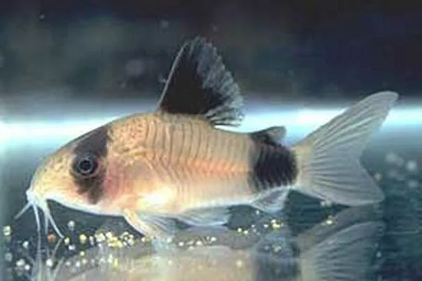 5 Panda Corydoras Cory Catfish Live Freshwater Aquarium Fish