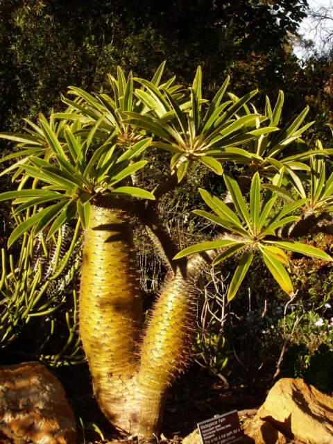 4 graines PALMIER DE MADAGASCAR (Pachypodium Lamerei)G125 SEEDS SAMEN SEMILLAS