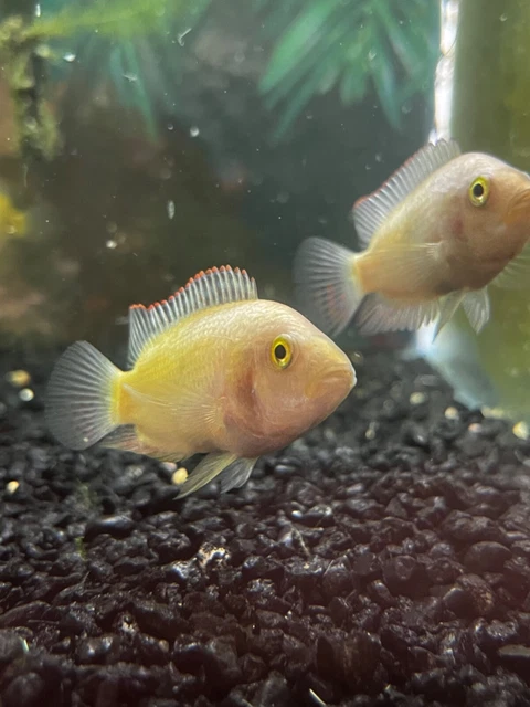 Pink Jack Dempsey Med 3-4" Live Fish