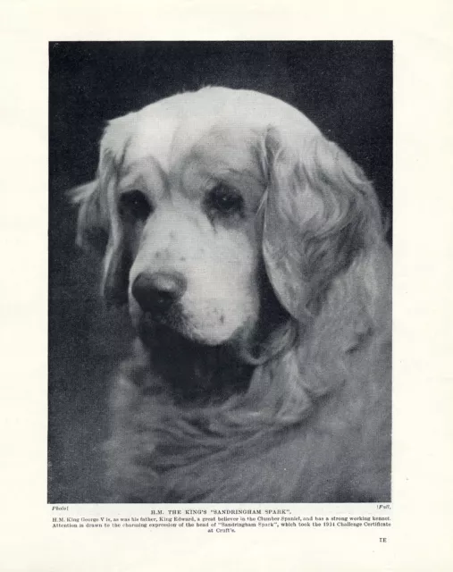 Clumber Spaniel Head Study The Kings Dog Old Original Dog Print Page From 1934