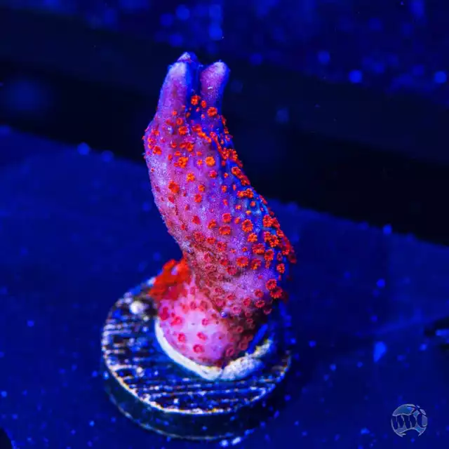 Bubblegum Digi Montipora WYSIWYG Live Coral - 170