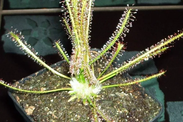 Fleischfressende Jungpflanze, Drosera filiformis, fadenförmiger Sonnentau, 3-5cm