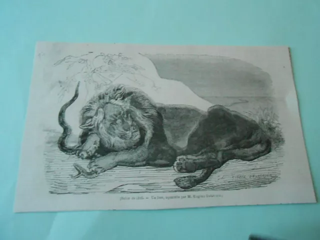 Gravure 1857 - Un Lion d'après Eugène Delacroix