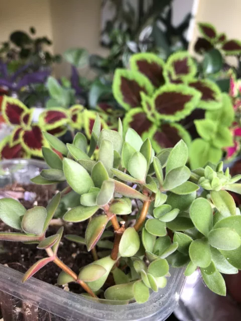 3x Crassula swaziensis Jade Fresh UNROOTED Succulent Cuttings