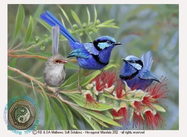 © ART - Australian Splendid Blue Fairy Wren Bird Original nature print by Di