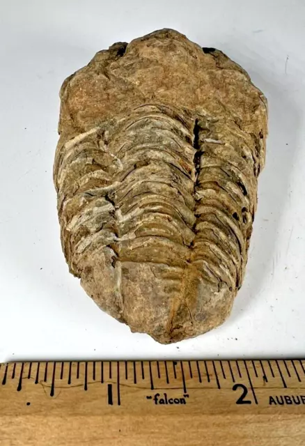 Authentic Fossilized Trilobite from Morocco.  Weight (grams): 104