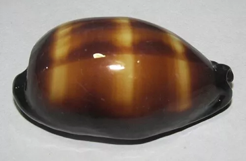 62 mm GREAT PATTERN Cypraea Talpa Cowrie Seashell Racha Island Phuket Thailand