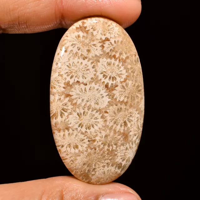 Natural Fossil Coral Oval Shape Cabochon Loose Gemstone 50.5 Ct. 48X26X5 mm A-88