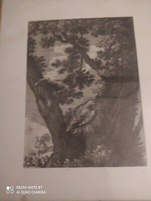 Stampa antica Aquila su albero con cornice