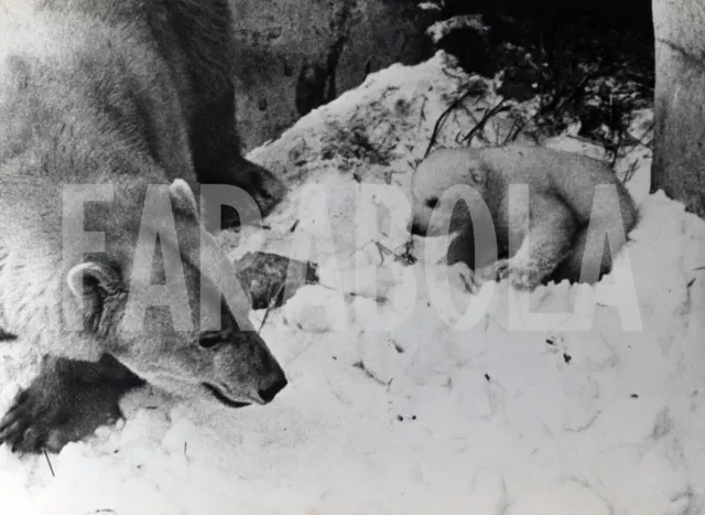 Foto vintage de archivio Baño Por Sol para El Cachorro D' Oso Polar, impresión