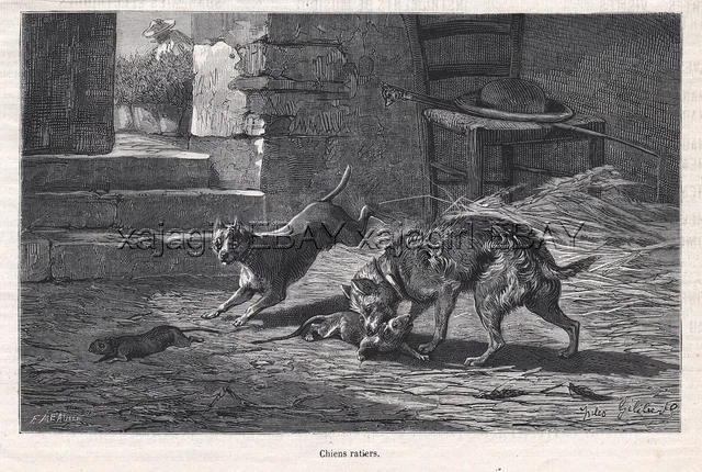 Dog Rat Terrier & Cairn Terrier Hunting, 1870s Antique Engraving Print & Article