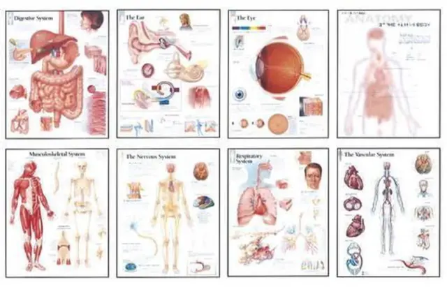 Human Anatomy Wall Chart Pack