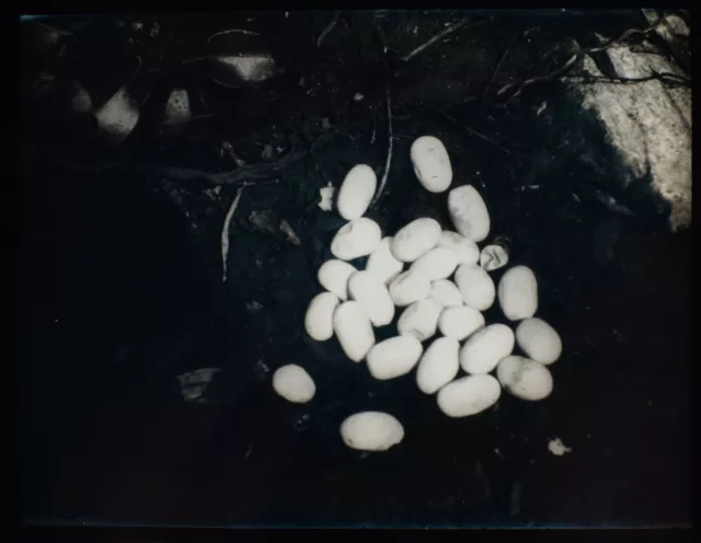 ANTIQUE Magic Lantern Slide SNAKE EGGS C1910 PHOTO AFRICA