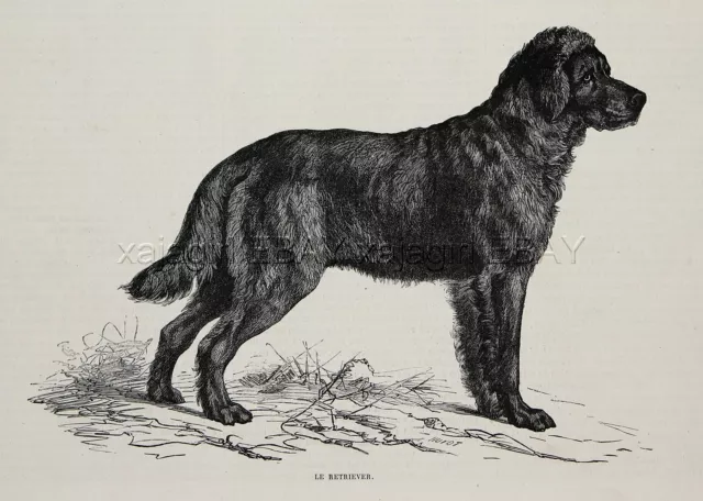 Dog Flat-Coated Retriever, Late 1870s Antique Engraving Print & Article