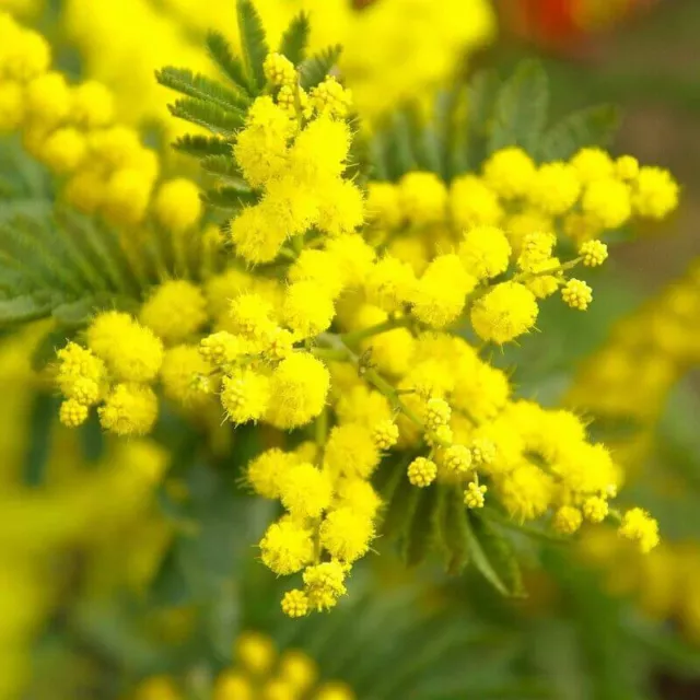 Acacia dealbata 'Gaulois Astier' - Mimosa d'hiver le Gaulois 3