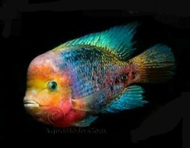 SYNSPILUM CICHLID 1.5 TO 2" (Vieja melanura)