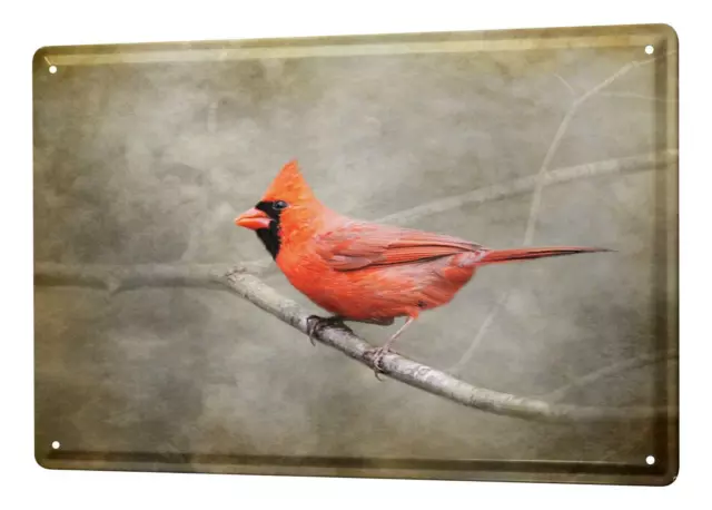 Blechschild Vogel Arten Kardinalsvogel